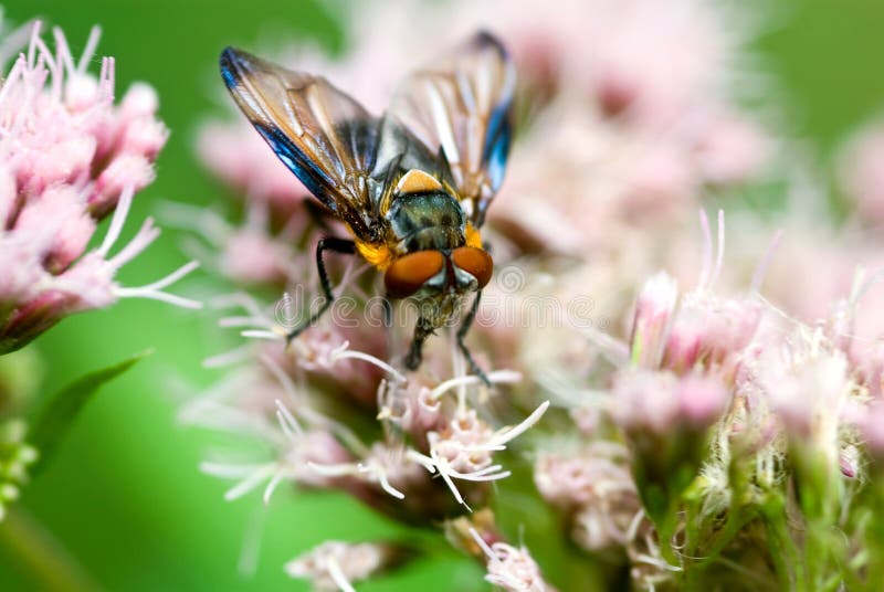 Colorful fly close-up