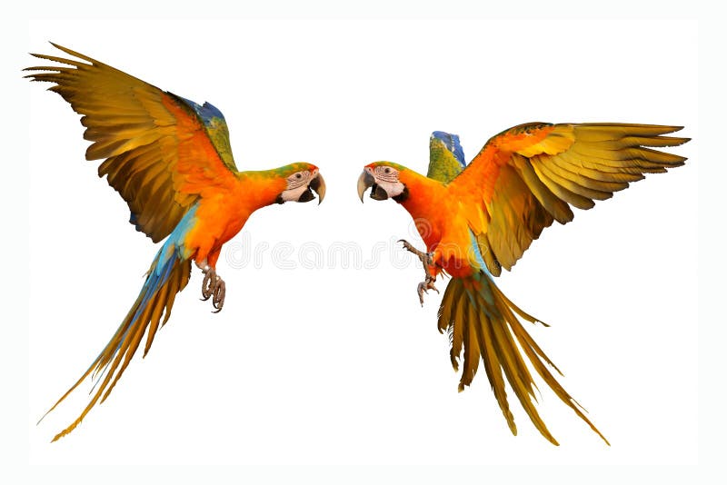 Colorful flying macaw parrots isolated on white