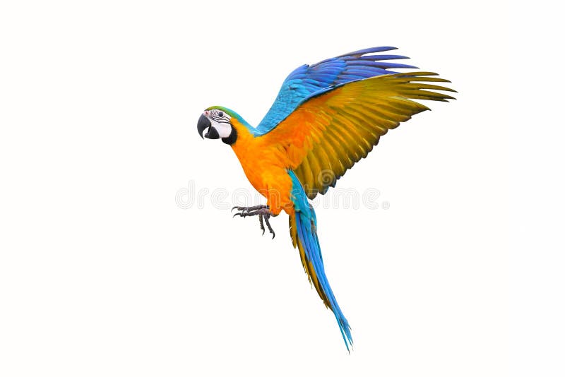 Colorful Flying Parrot Isolated on White Stock Image - Image of