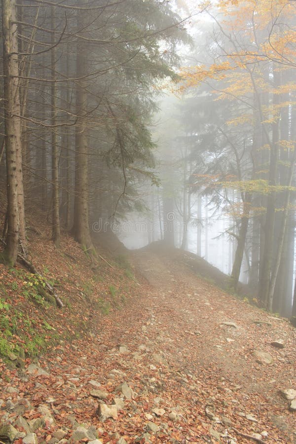 Colorful forest