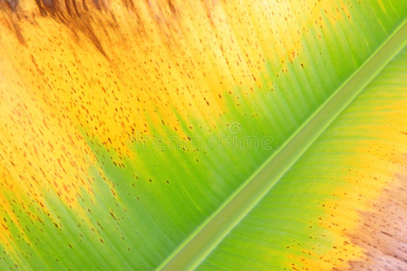 1,379 Banana Leaf Fiber Stock Photos Free & RoyaltyFree Stock Photos from Dreamstime