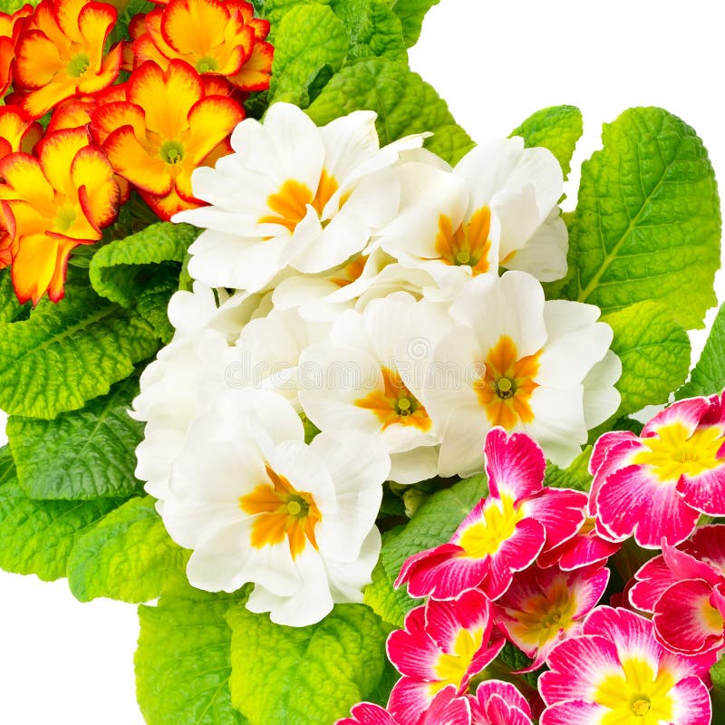 Colorful fresh primula stock photo. Image of beauty, blossom 90757040