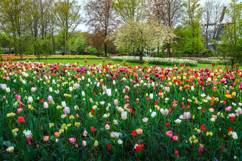 Colorful Fresh Tulips and Spring Flowers in Keukenhof Park, Netherlands ...
