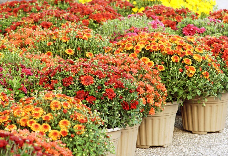 Colorful Garden Mums for Sale royalty free stock photography Colorful Garden Mums for Sale royalty free stock photography