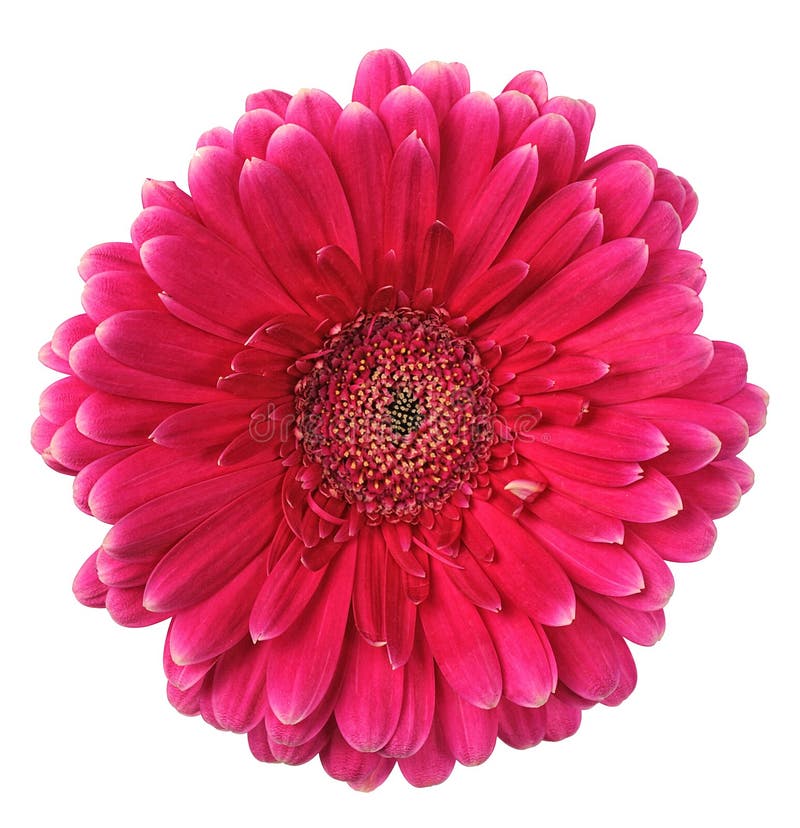 Colorful gerbera