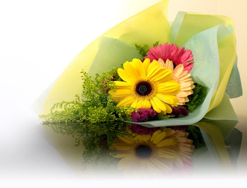 Colorful gerbera stock photo