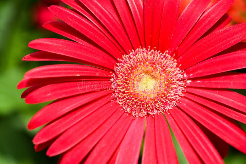 Colorful Gerbera flower or daisy standing in the greenhouse farm