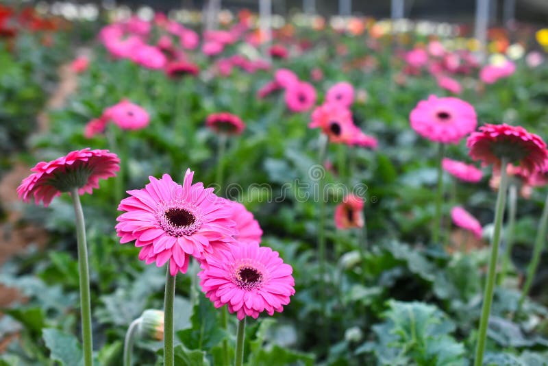 Colorful Gerbera flower or daisy standing in the greenhouse farm