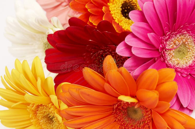 Colorful gerbera flowers