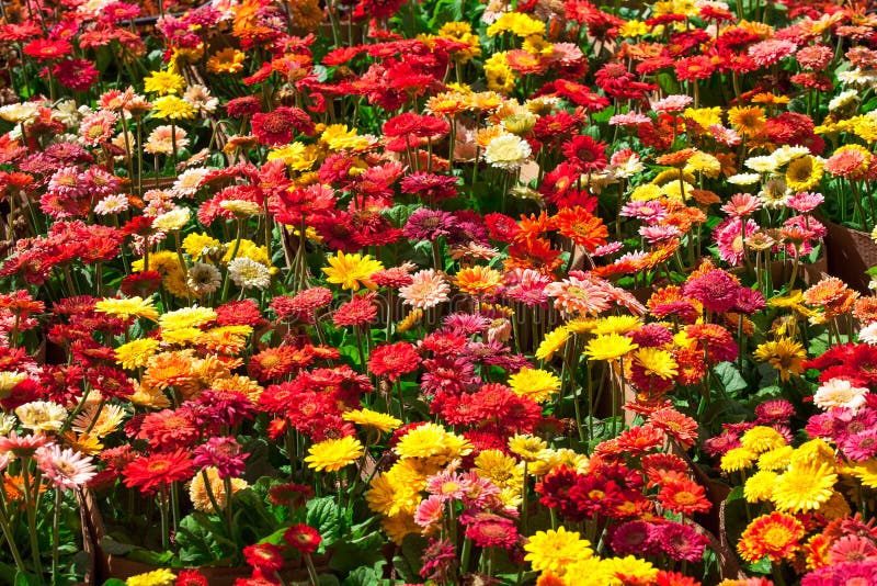 Colorful gerbera flowers