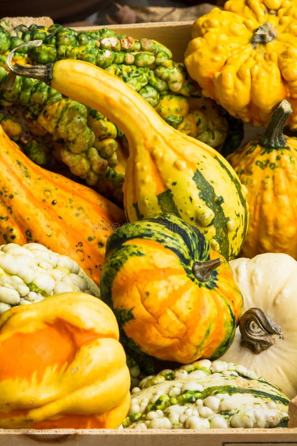 Colorful autumn gourds stock photo. Image of autumn, farm 34587234