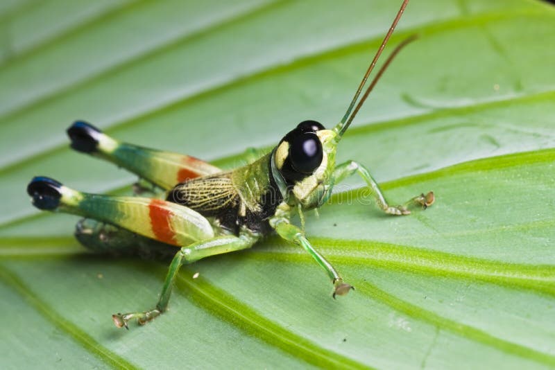 Colorful Grasshopper macro