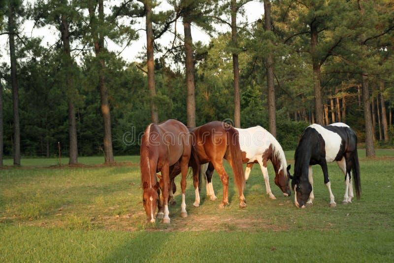 Colorful Grazers