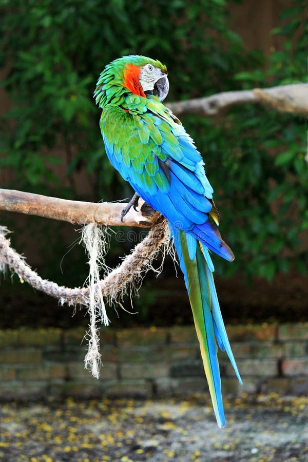Colorful green blue Parrot stock image. Image of climb 16836517