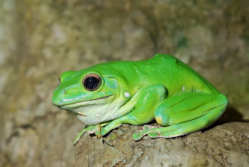 Colorful green frog stock photo. Image of green, micro 18750798