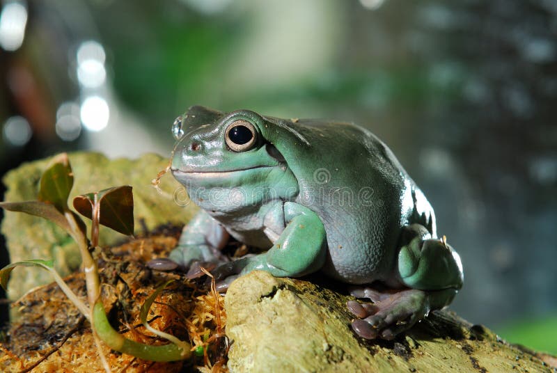 Colorful green frog