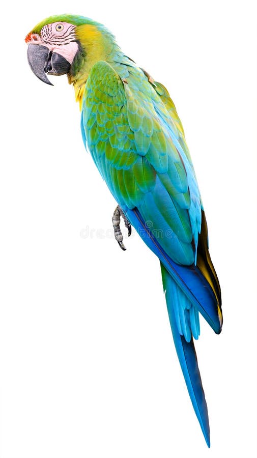 Colorful Green parrot macaw isolated