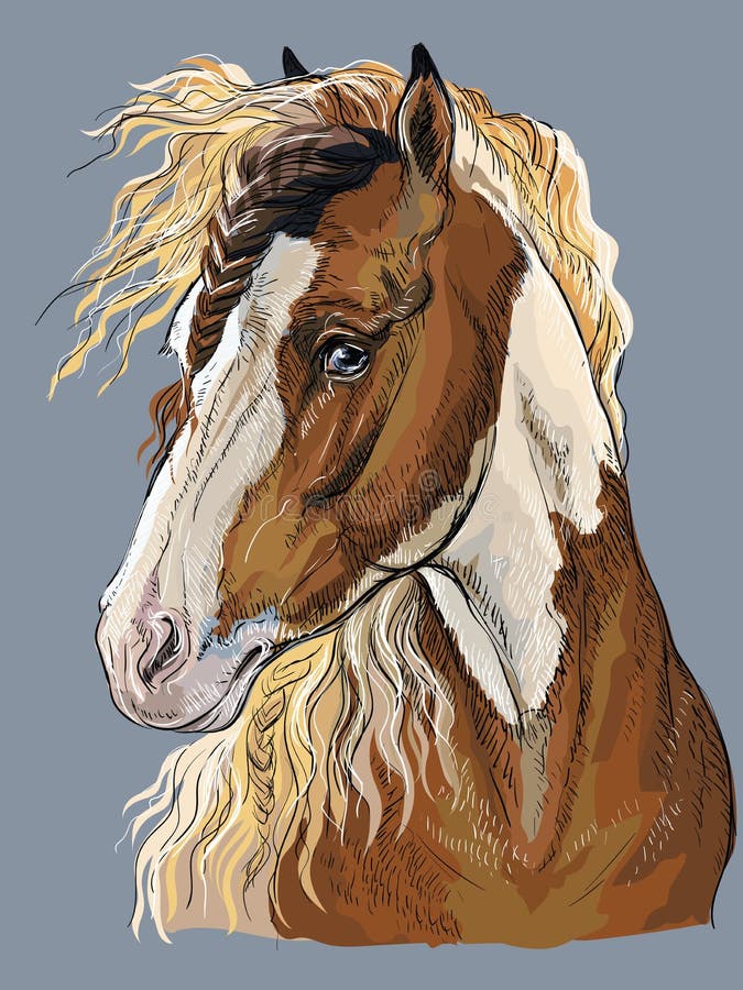 Pinto Horse Stock Illustrations – 150 Pinto Horse Stock Illustrations ...
