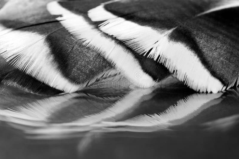 Colorful hen feather