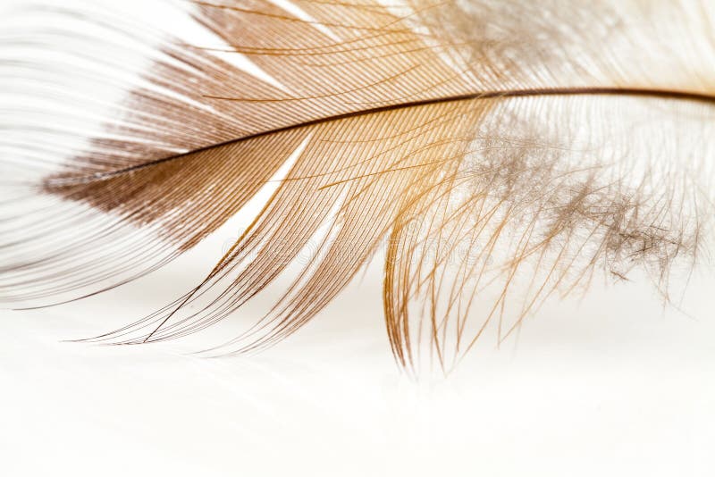 Colorful hen feather