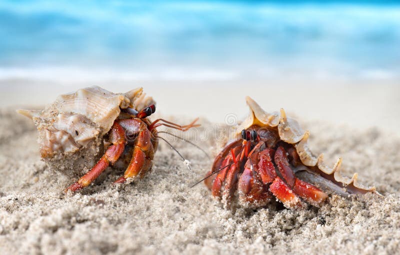 Crab Paddle Stock Photos - Free & Royalty-Free Stock Photos from