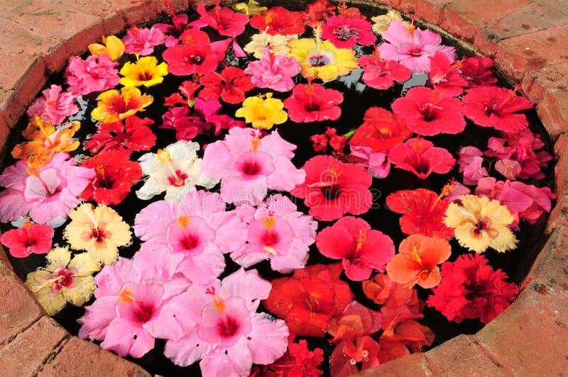 Colorful Hibiscus