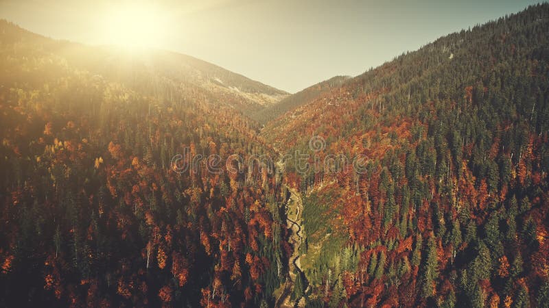 Colorful high mountain forest slope aerial view