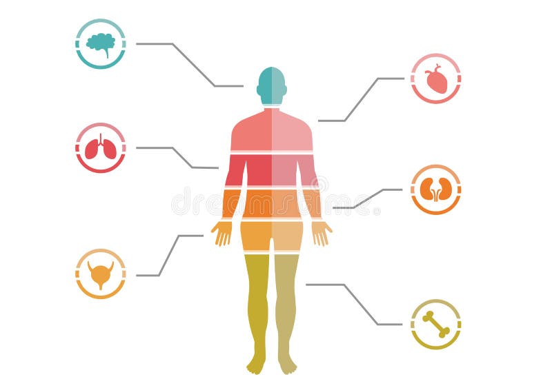 Colorful Human Body Chart stock illustration. Illustration of human ... Biology Diagrams