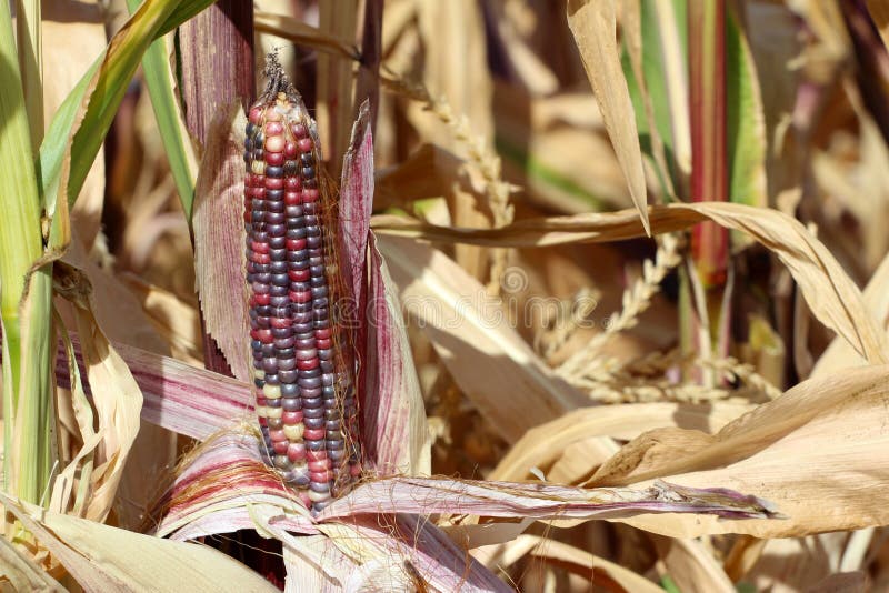 Colorful Indian Corn Growing Stock Photo Image of decorative, ears