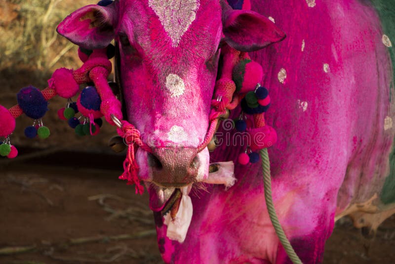 Kangayam Bull Stock Photos - Free & Royalty-Free Stock Photos from Dreamstime Kangayam Bull Stock Photos - Free & Royalty-Free Stock Photos from Dreamstime