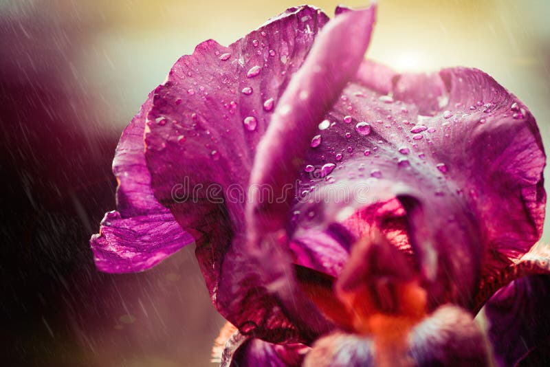 Iris flower with rainy drops