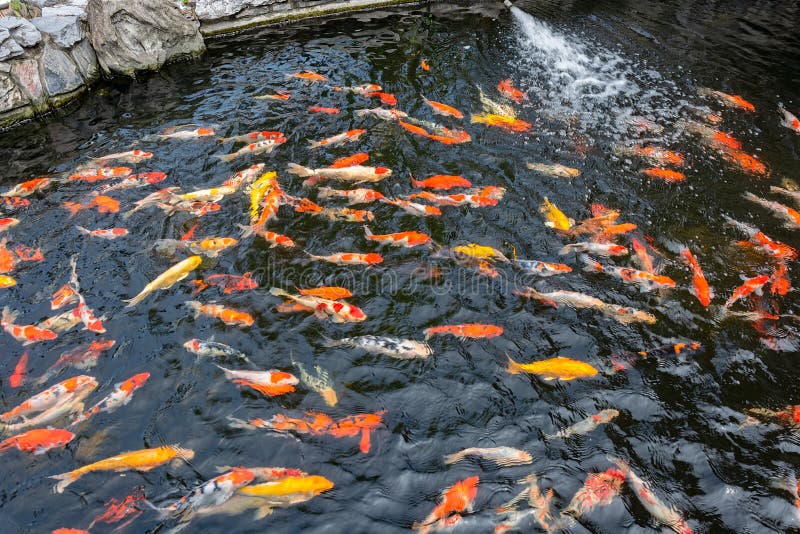 Colorful Japanese Carp Fish in a Pond. Stock Image Image of begging