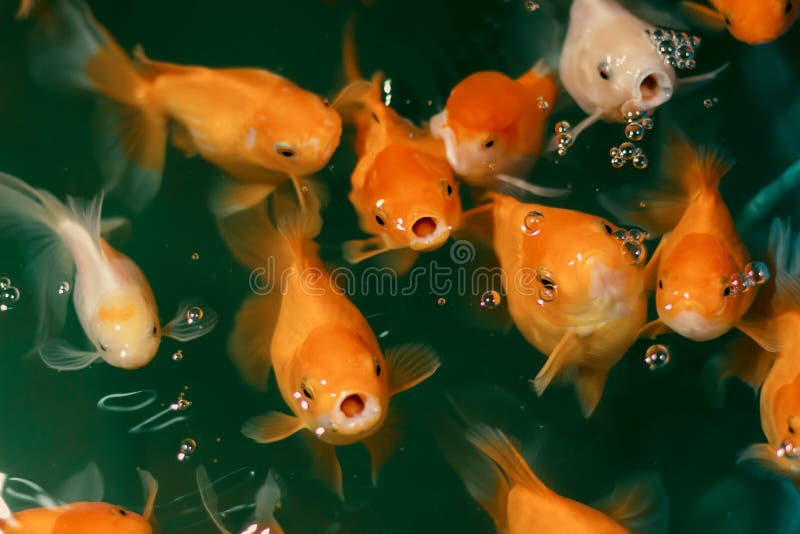 Colorful Japanese Koi Carp Fish in a Pond Stock Image Image of open