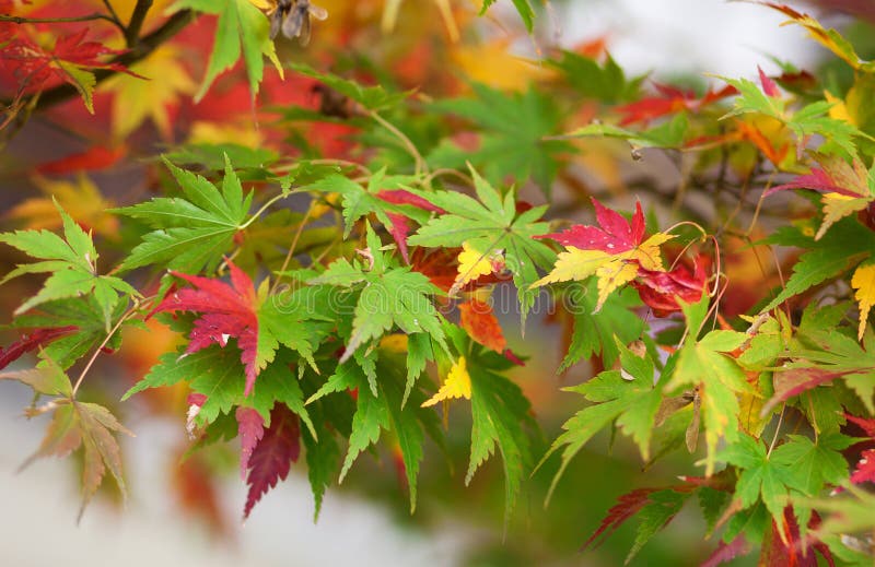 Colorful Japanese maple leaves