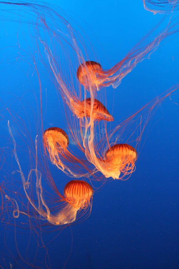 Jellyfish stock photo. Image of diving, ocean, stinger 8338800
