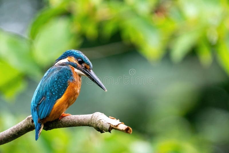 Colorful king fisher bird on a branch of a tree waiting to catch a fish in the Netherlands. Green leaves in the