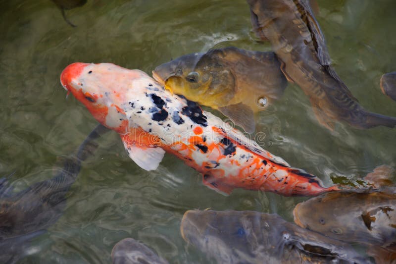 Colorful Koi  Or Carp Chinese  Fish  In Water Stock Images 