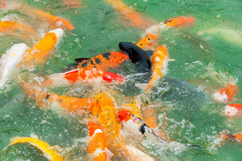 Colorful Koi carp stock photo. Image of nature, culture 46023648