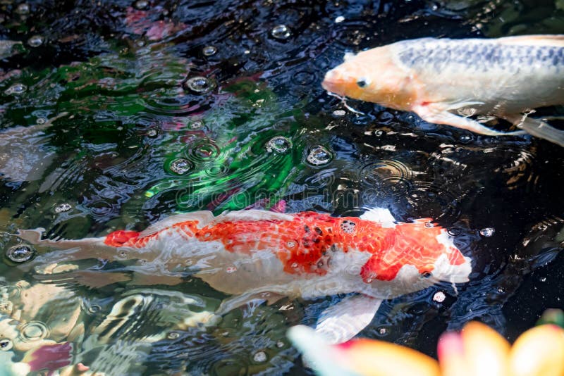 Colorful KOI Fish on a Pond for Good Luck Stock Image Image of lake, golden 180620935