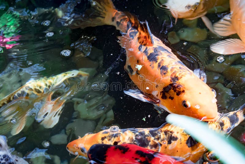 Colorful KOI Fish on a Pond for Good Luck Stock Photo Image of water