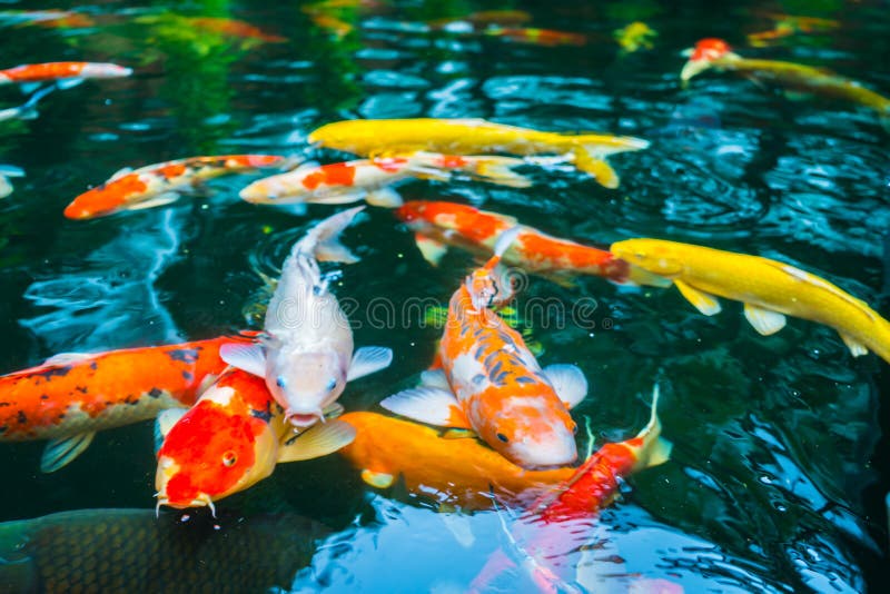 Colorful Koi Fish Swimming in Water . Stock Photo Image of beautiful