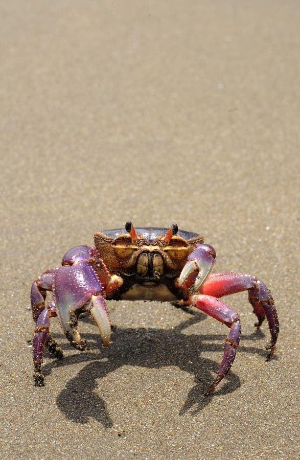 The colorful land crab Gecarcinus quadratus, also known as the halloween crab, crosses Paloma Beach in Costa Rica.