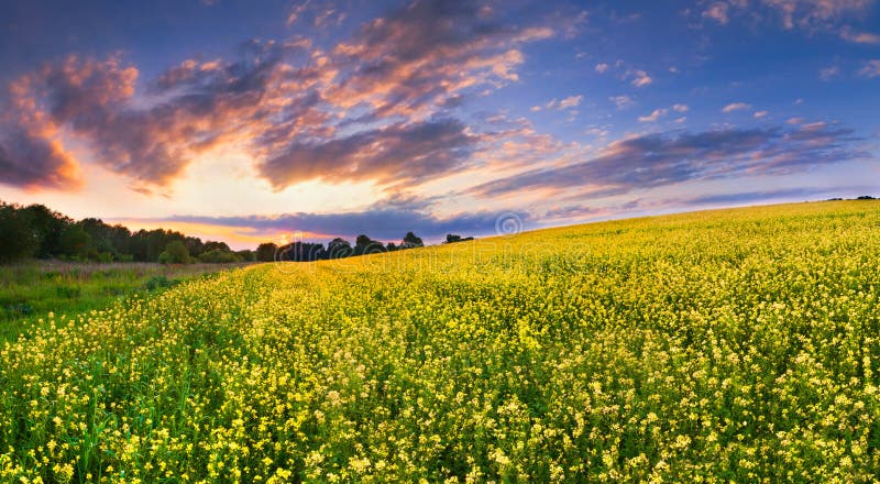 Colorful Landscape of Blossom Stock Photo - Image of illumination ...