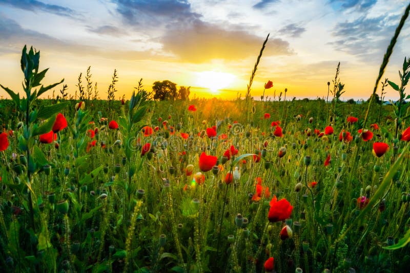 Colorful landscape at sunrise: sun, red poppies and blue sky