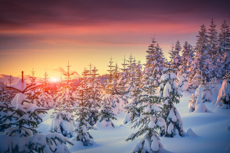 Vistoso sobre el amanecer en montana Bosque 