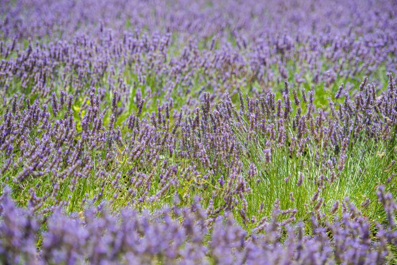 Colorful Lavender Field with Green Stalks and Violet Blossoms Stock ...
