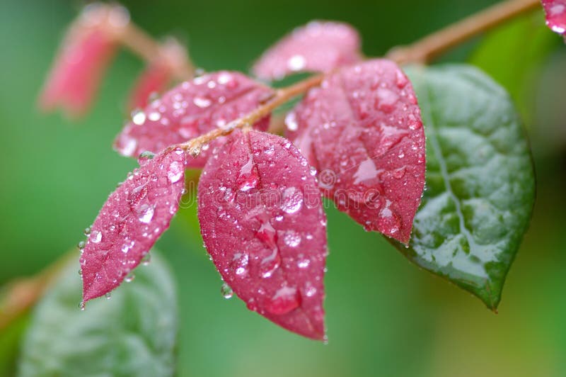 Colorful Leaf