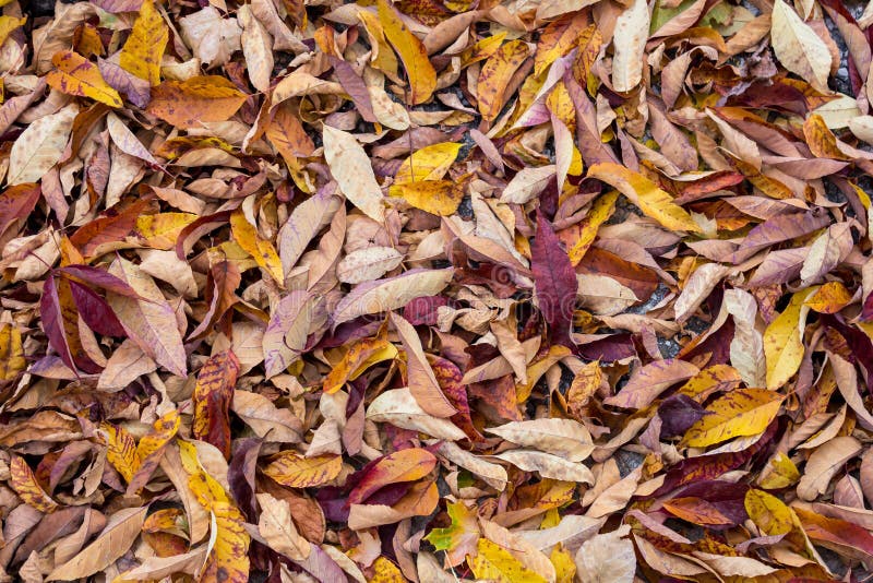 Colorful Leaf Background stock image. Image of outside - 36844999