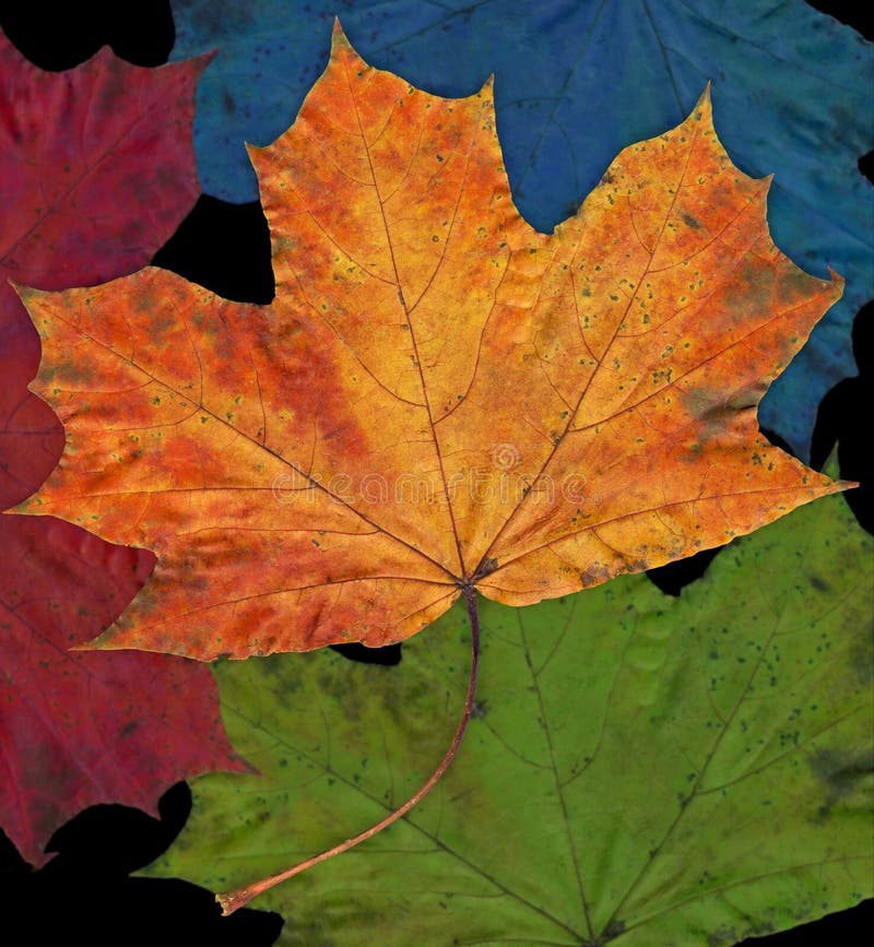 Colorful leafs, with different colors