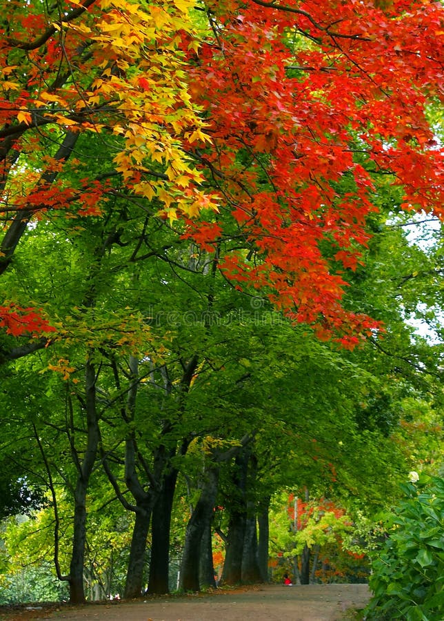 Colorful leave and fall forest